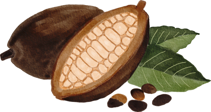 Cocoa beans watercolor